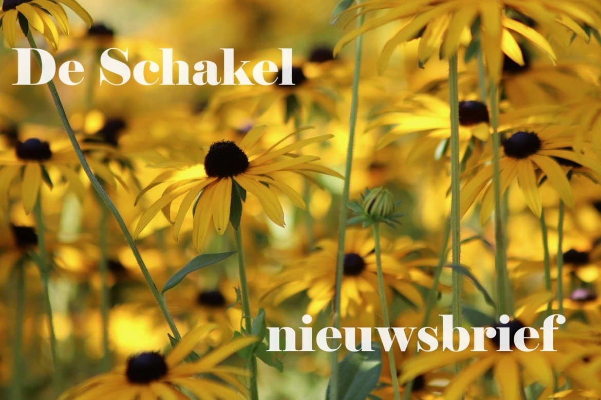 coneflower-6690528-1280
