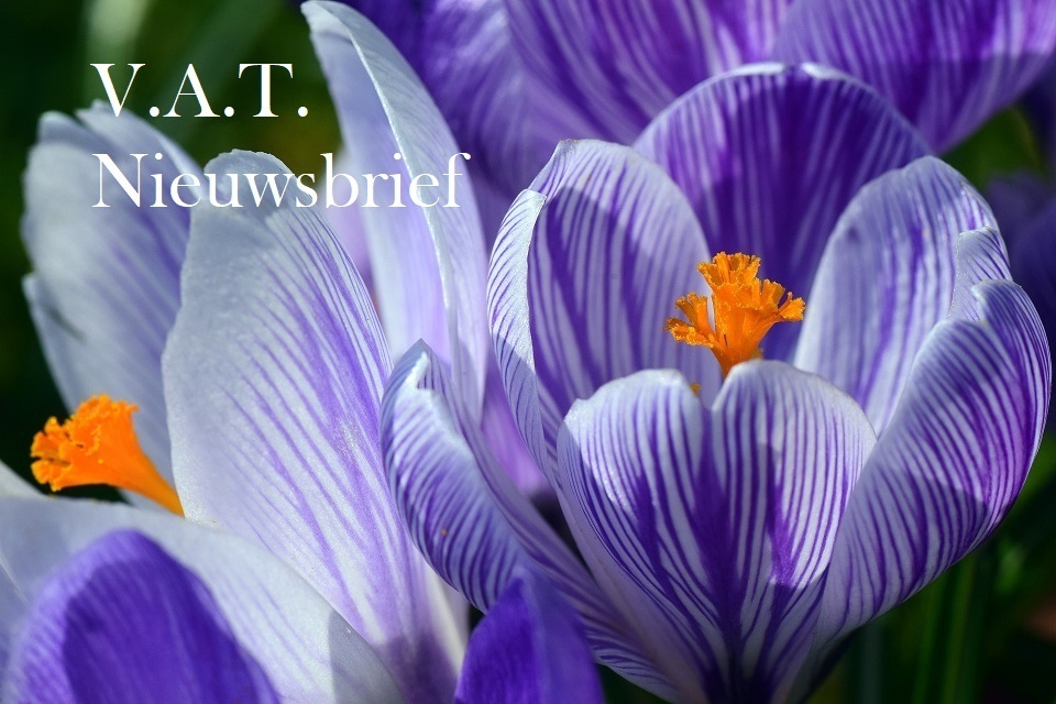crocus-g9fff2e6e8-1920