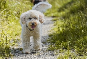 dog-7317820-1280